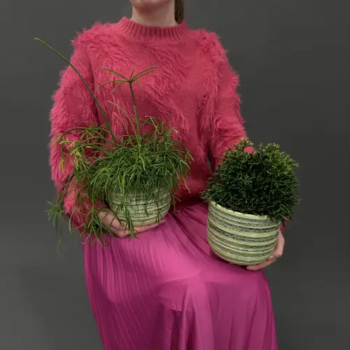 Рипсалис в горшке в ассортименте