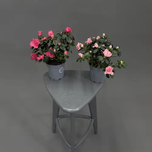 Рододендрон