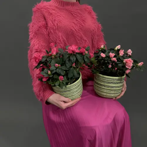 Рододендрон в горшке в ассортименте